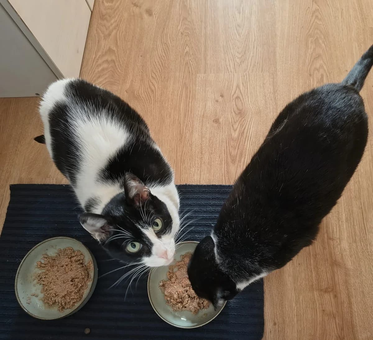 Lina y Dina, female senior Mixed Breed for adoption at Alma Animal Asturias