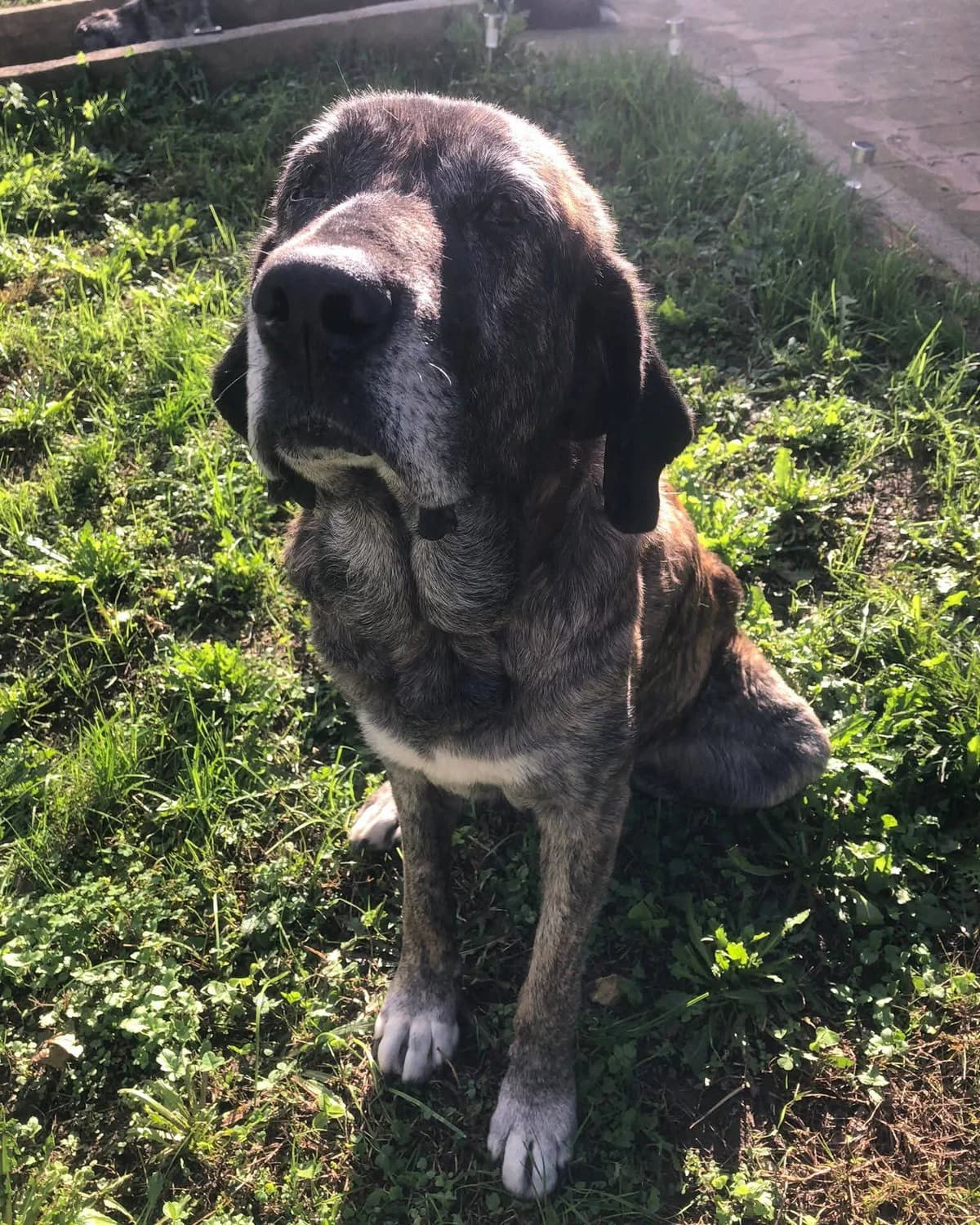 Adriel, female senior Mixed Breed for adoption at Alma Animal Asturias
