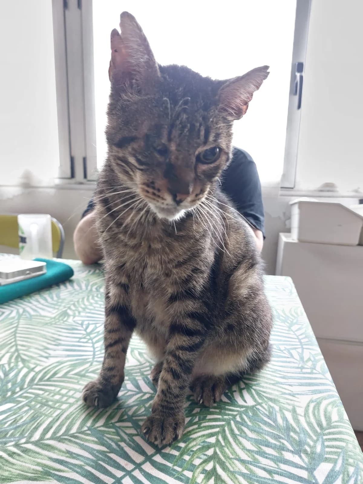 Odin, male senior Mixed Breed for adoption at Alma Animal Asturias