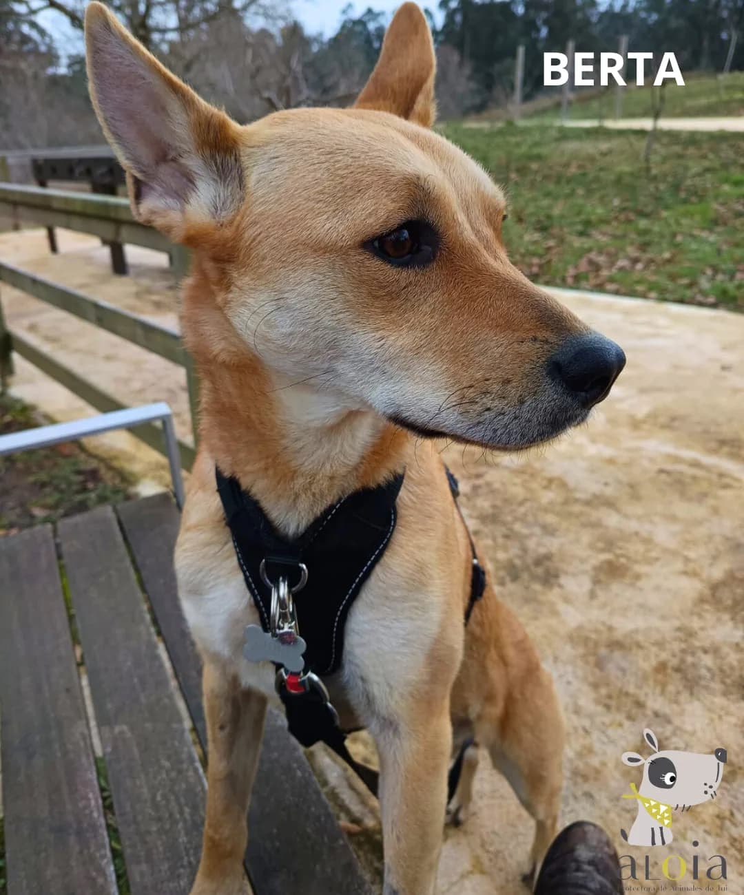 Berta, Mixed Breed for adoption at Aloia Protectora, Tui