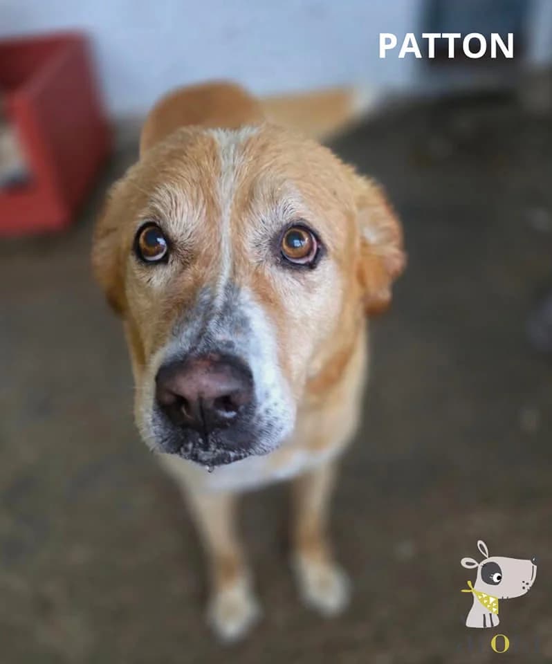 Patton, senior Mixed Breed for adoption at Aloia Protectora, Tui