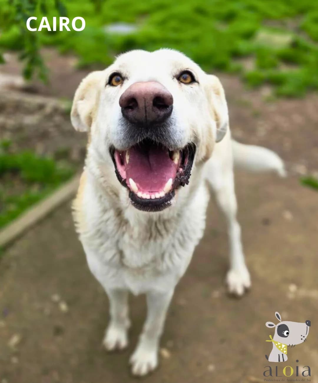 Cairo, senior Mixed Breed for adoption at Aloia Protectora, Tui