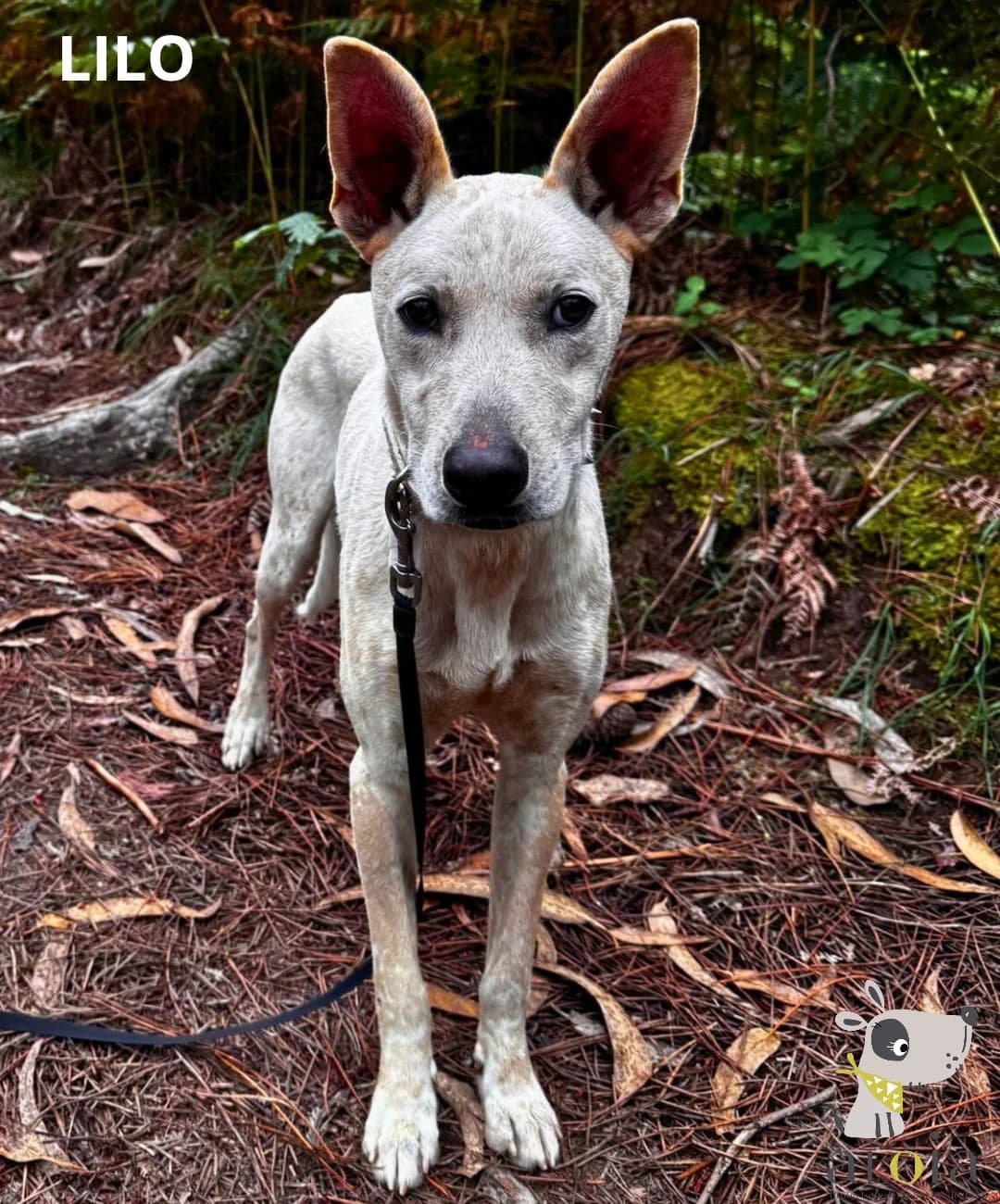 Lilo,  puppy Mixed Breed for adoption at Aloia Protectora, Tui