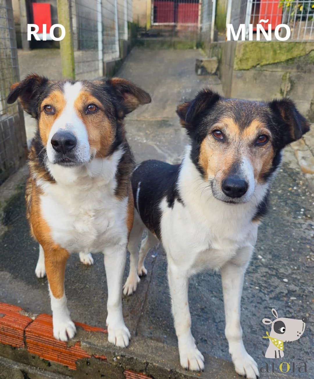 RIO & MIÑO,  Mixed Breed for adoption at Aloia Protectora, Tui