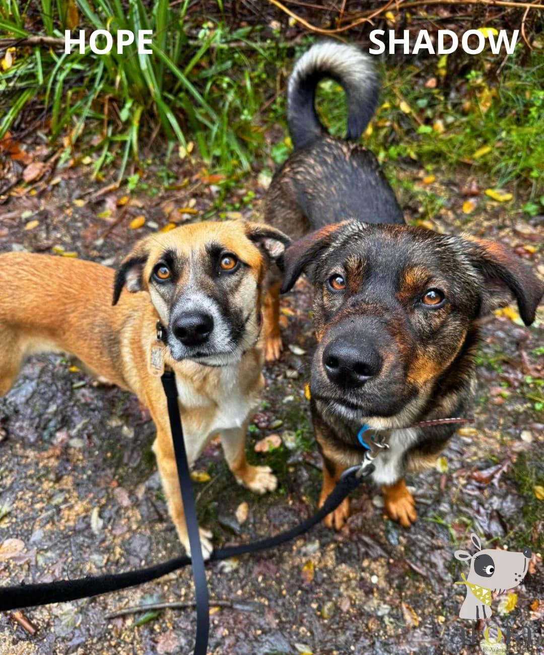Shadow & Hope,  Mixed Breed for adoption at Aloia Protectora, Tui
