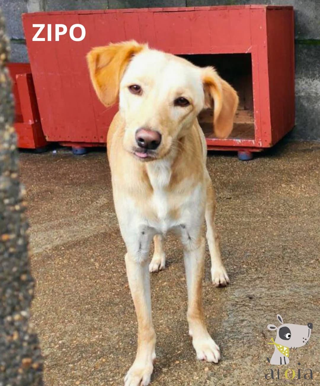 Zipo,  Mixed Breed for adoption at Aloia Protectora, Tui