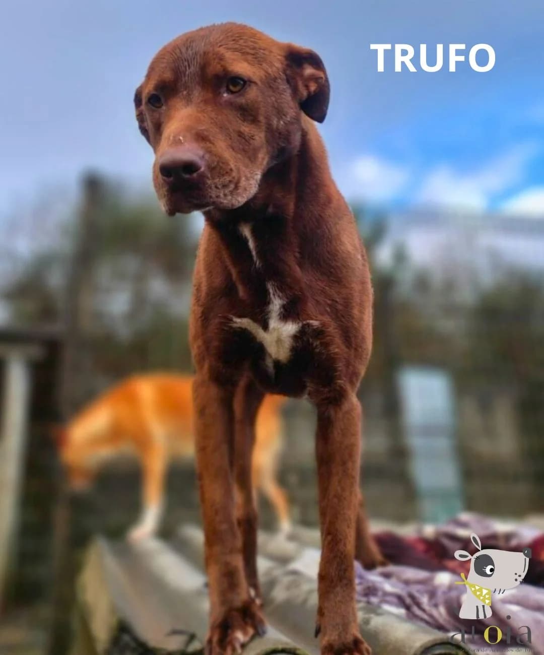 Trufo,  Mixed Breed for adoption at Aloia Protectora, Tui