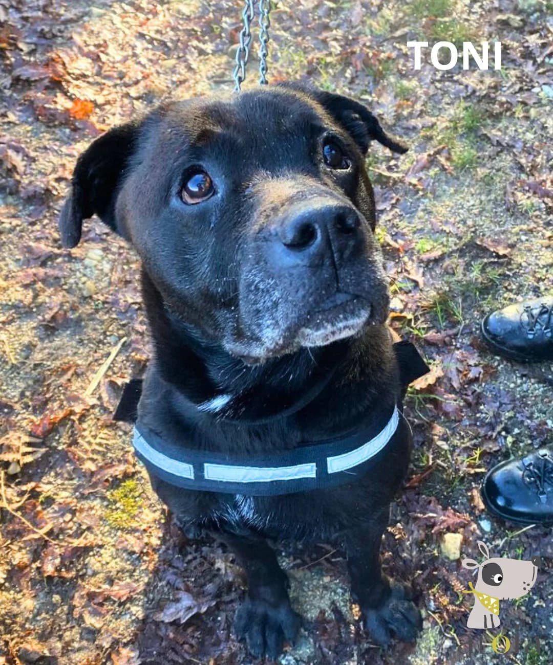Toni,  Mixed Breed for adoption at Aloia Protectora, Tui