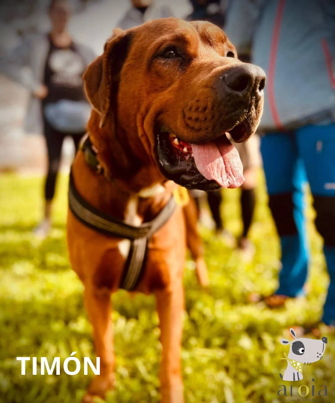Timón,  Mixed Breed for adoption at Aloia Protectora, Tui