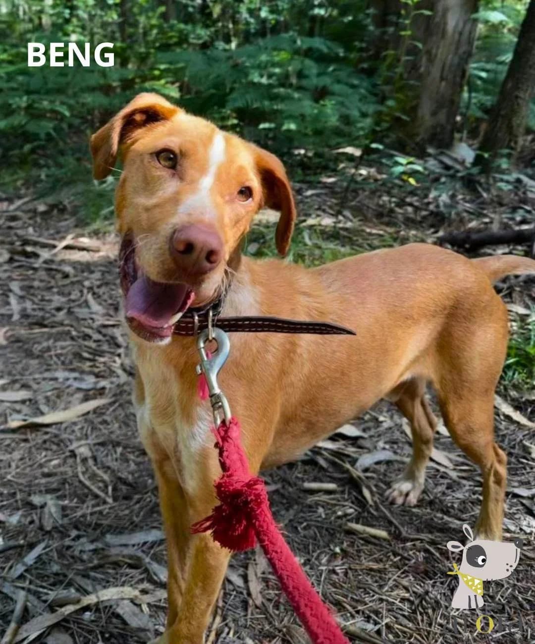 Beng,  Mixed Breed for adoption at Aloia Protectora, Tui