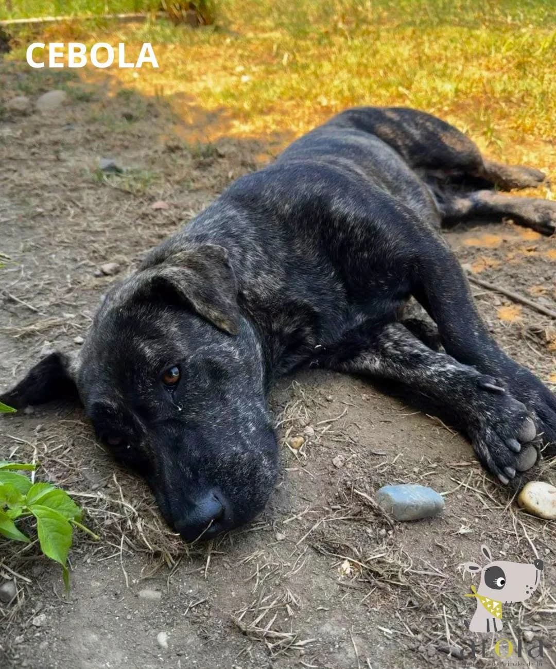 Cebola,  puppy Mixed Breed for adoption at Aloia Protectora, Tui