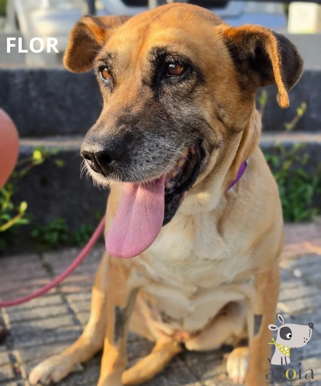 Flor,  Mixed Breed for adoption at Aloia Protectora, Tui