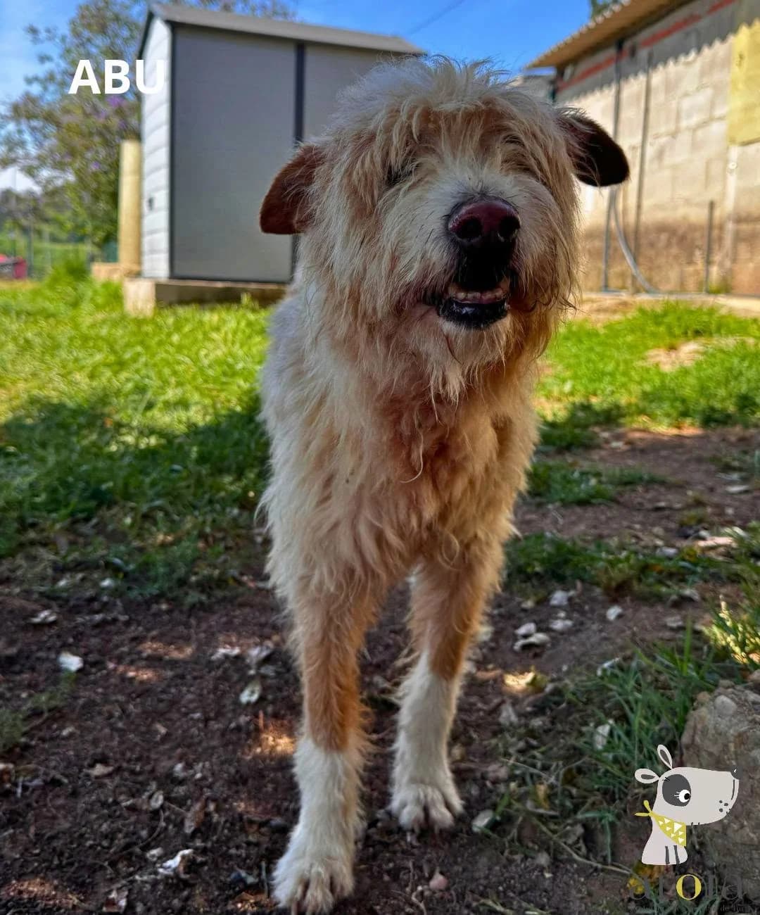 Abu,  senior Mixed Breed for adoption at Aloia Protectora, Tui
