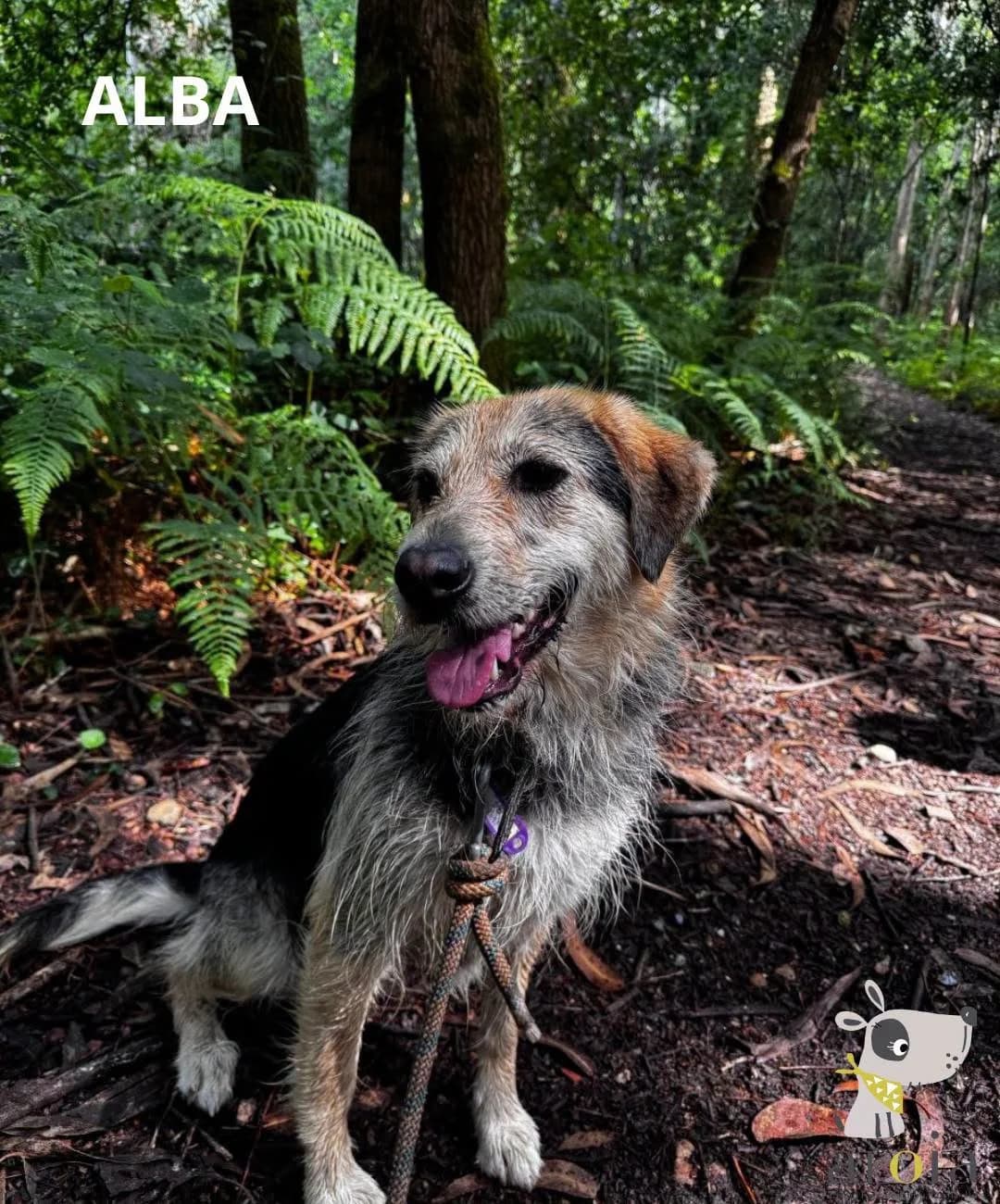 Alba,  Mixed Breed for adoption at Aloia Protectora, Tui