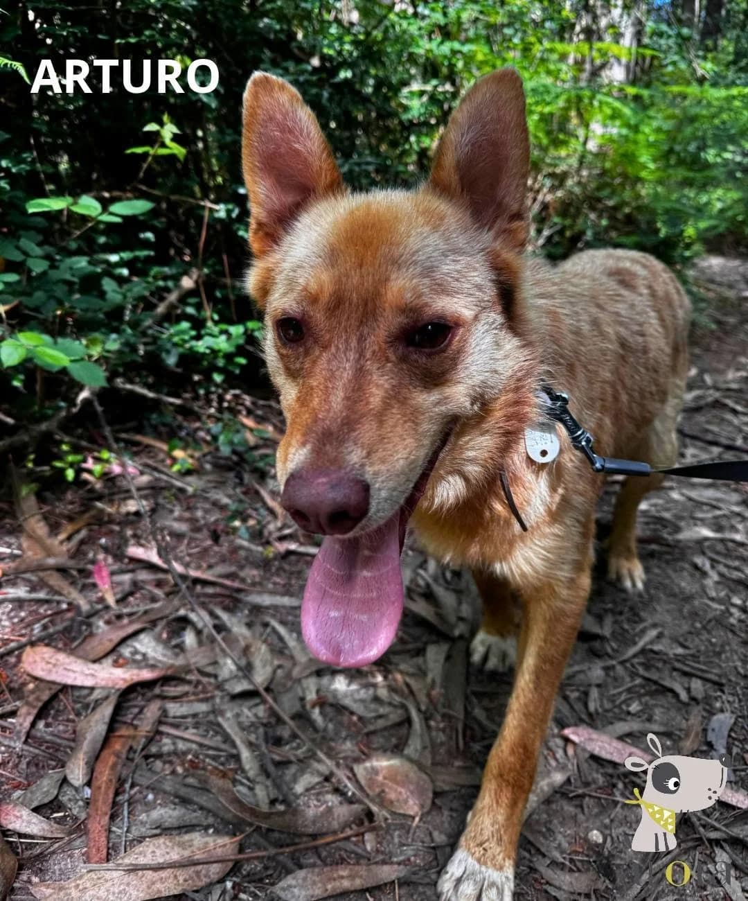 Arturo,  Mixed Breed for adoption at Aloia Protectora, Tui