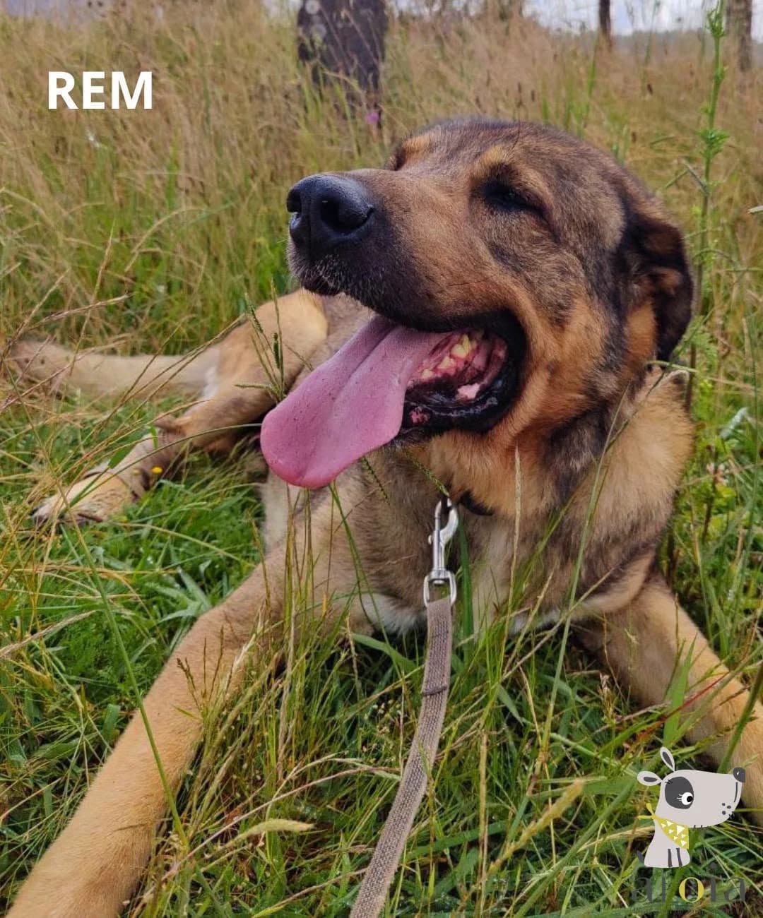 Rem,  Mixed Breed for adoption at Aloia Protectora, Tui