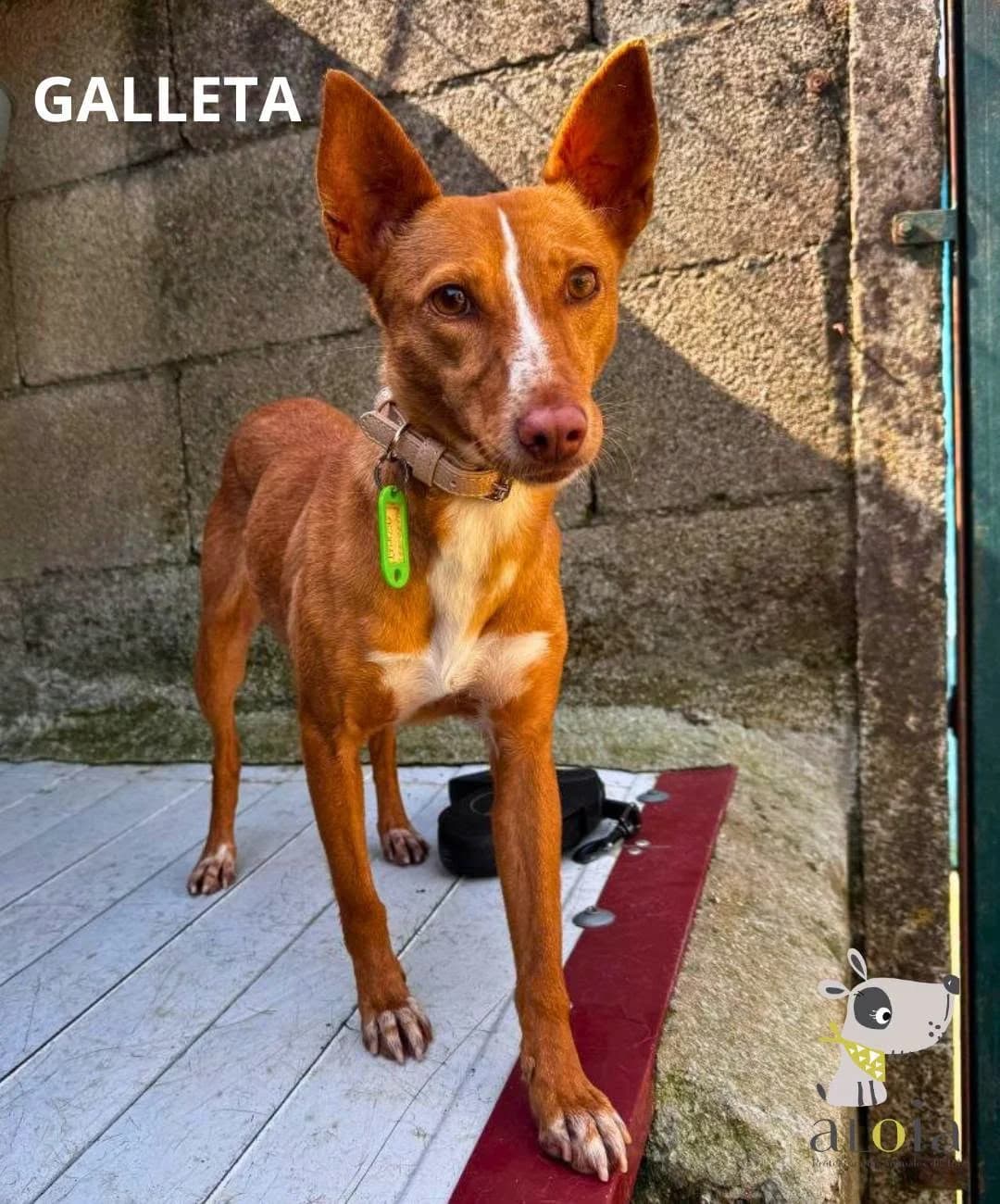 Galleta,  Mixed Breed for adoption at Aloia Protectora, Tui