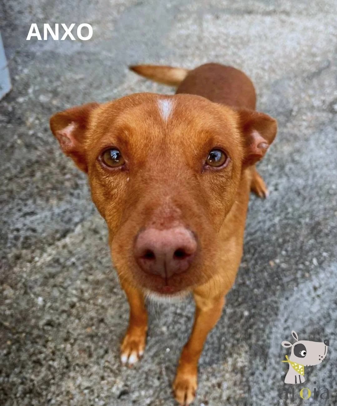 Anxo,  Mixed Breed for adoption at Aloia Protectora, Tui
