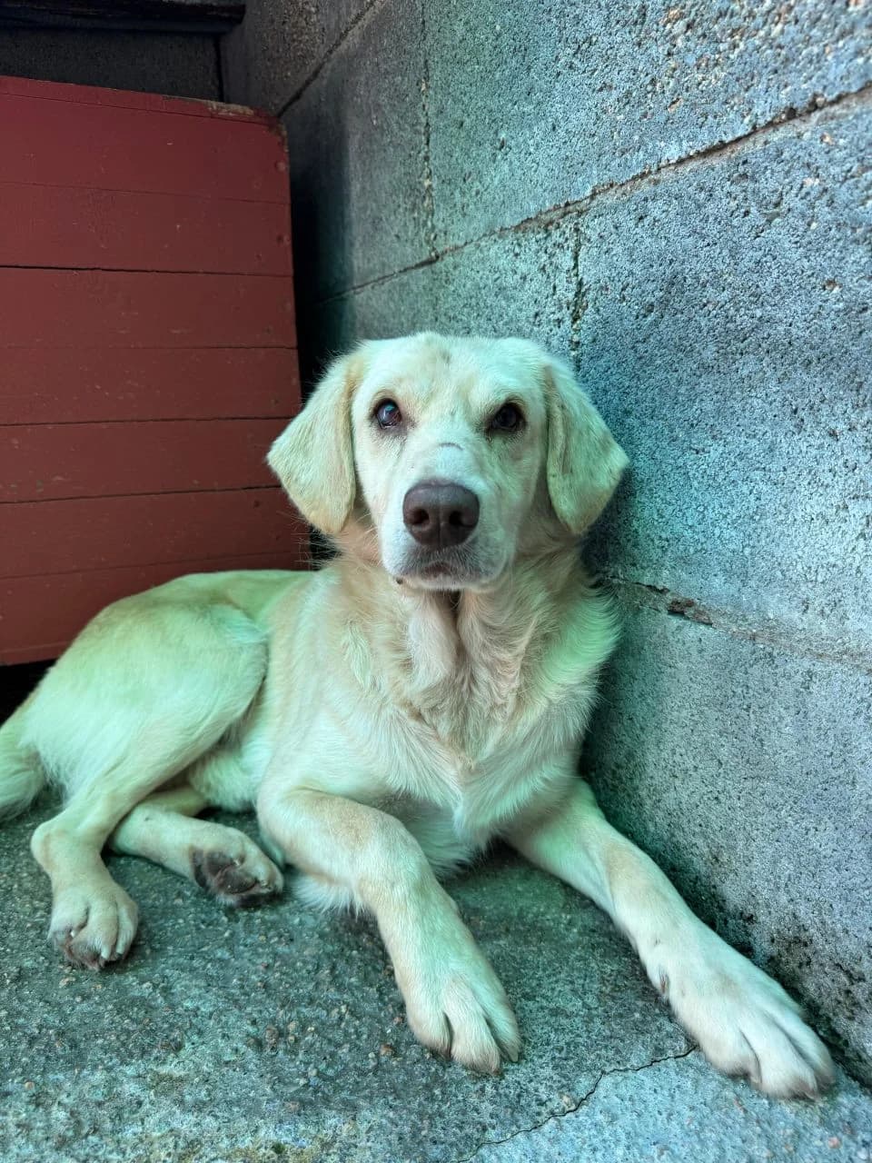 Feixe,  Mixed Breed for adoption at Aloia Protectora, Tui