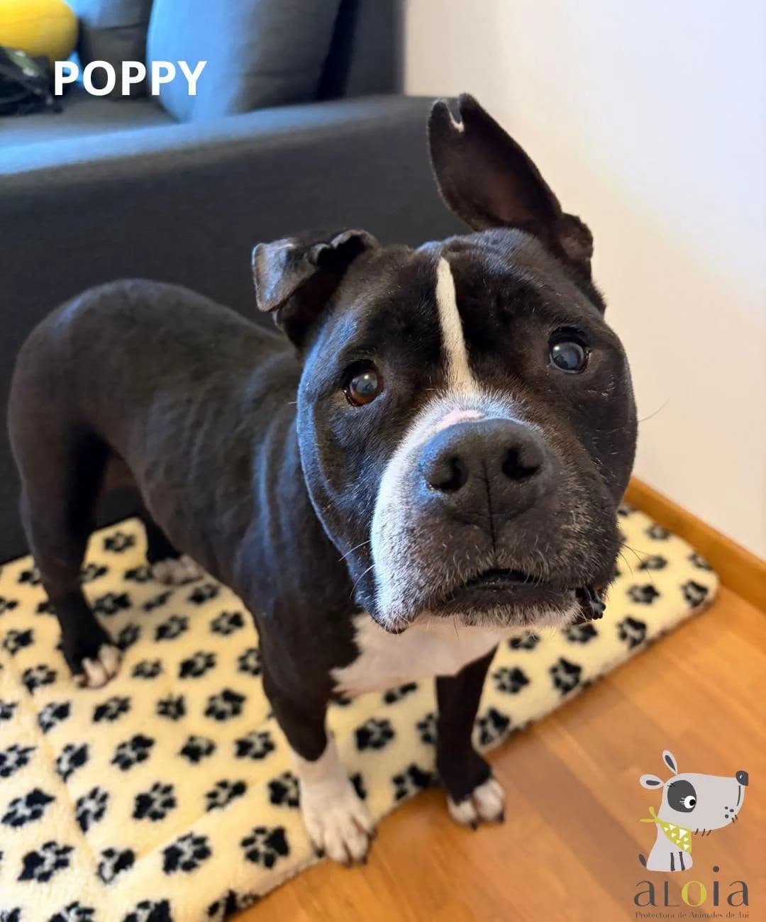 Poppy,  Mixed Breed for adoption at Aloia Protectora, Tui