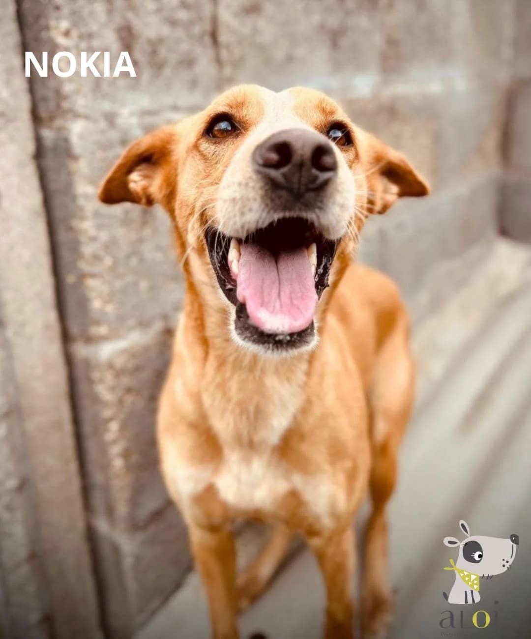 Nokia,  Mixed Breed for adoption at Aloia Protectora, Tui