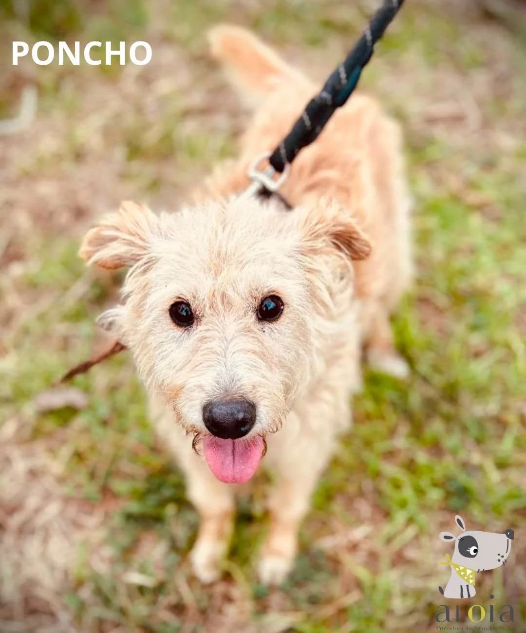 Poncho,  senior Mixed Breed for adoption at Aloia Protectora, Tui