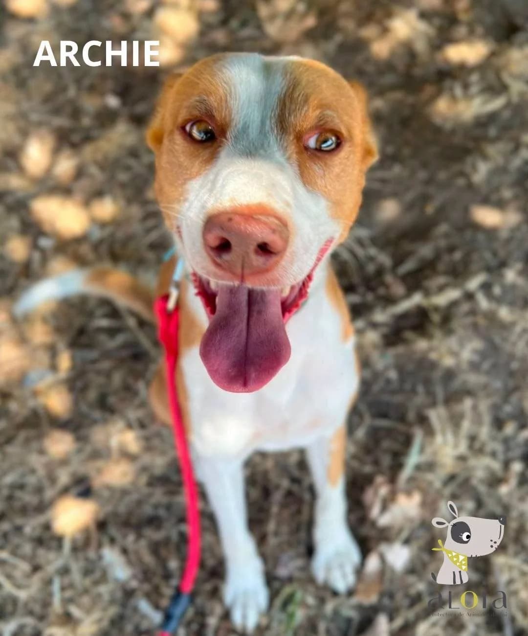 Archie,  Mixed Breed for adoption at Aloia Protectora, Tui