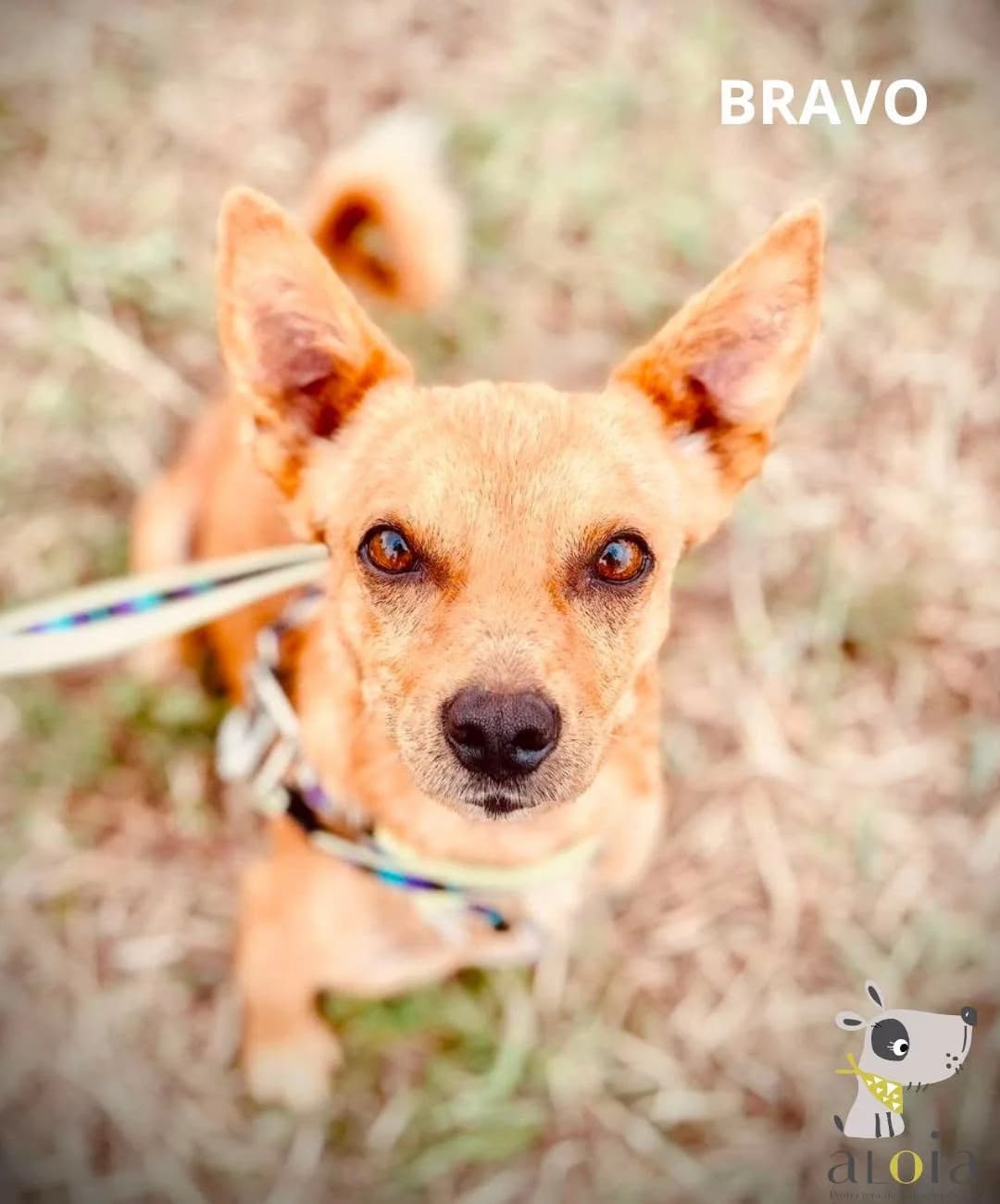 Bravo,  Mixed Breed for adoption at Aloia Protectora, Tui
