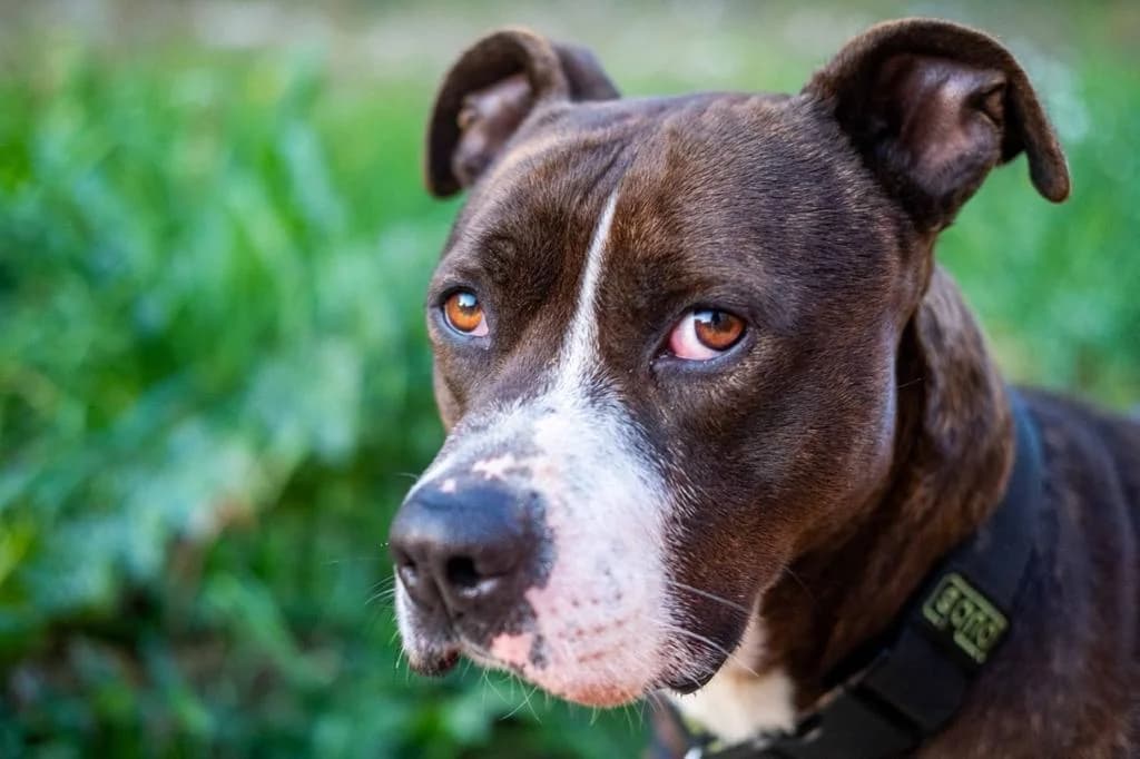 Turko, Marrón/Blanco Pelo: Corto Turko es el co male 5yo mixed breed for adoption at Amics Dels Animals, Barcelona