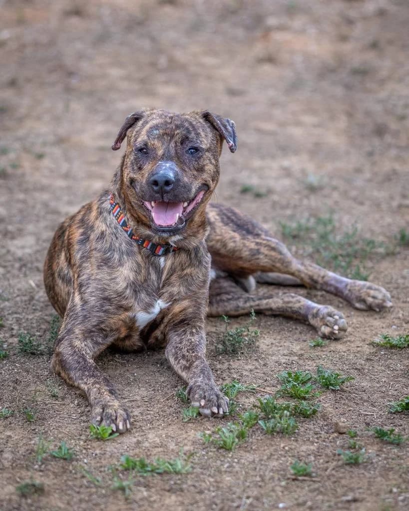 Roc, Marrón/Negro Pelo: Corto Roc llegó a nos male 4yo Mixed Breed for adoption at Amics Dels Animals, Barcelona