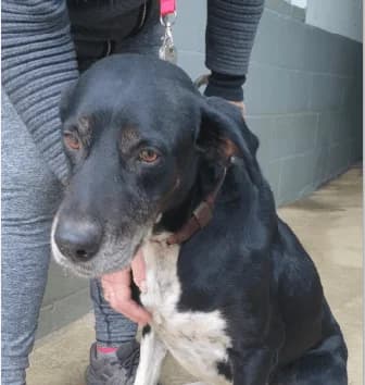 Calcetines, Blanco y Negro Pelo: Corto La historia d male senior Mixed Breed for adoption at Amics Dels Animals, Barcelona