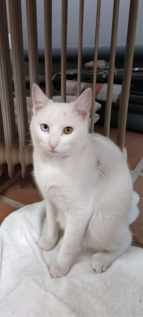 Flow, Blanco Pelo: Corto Flow es un gato muy s male 3yo European Shorthair for adoption at Amics Dels Animals, Barcelona