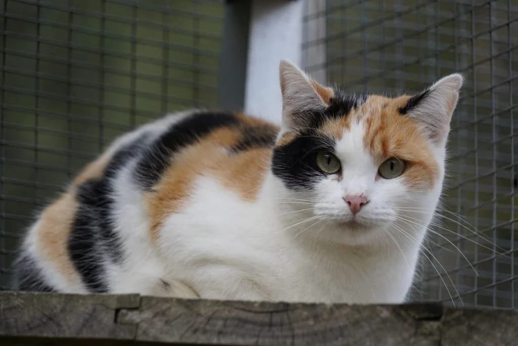 Ginger, Tricolor Pelo: Corto Ginger es una gata female 5yo European Shorthair for adoption at Amics Dels Animals, Barcelona
