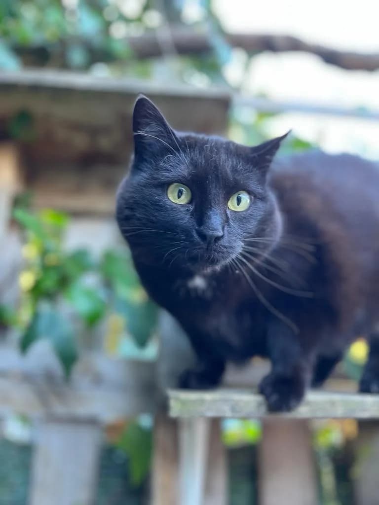 Mami, Negro Pelo: Corto Mami llegó a la protec female 5yo mixed breed for adoption at Amics Dels Animals, Barcelona