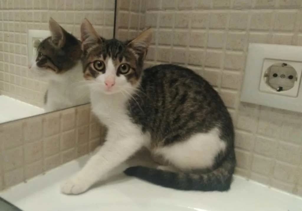 Gato gris/blanco, Gris atigrado Pelo: Corto Lorem ipsum do male European Shorthair for adoption at Amics Dels Animals, Barcelona