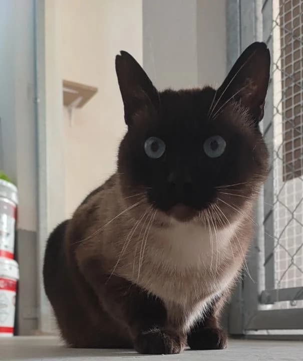 Pichi, male senior European Shorthair for adoption at SPA Teruel Amigo Mío