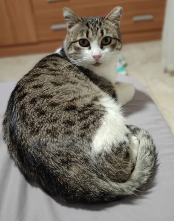 Greis, female 6yo European Shorthair for adoption at SPA Teruel Amigo Mío