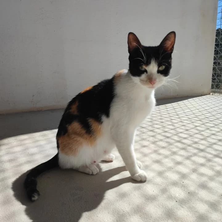 Mamita, female 6yo European Shorthair for adoption at SPA Teruel Amigo Mío