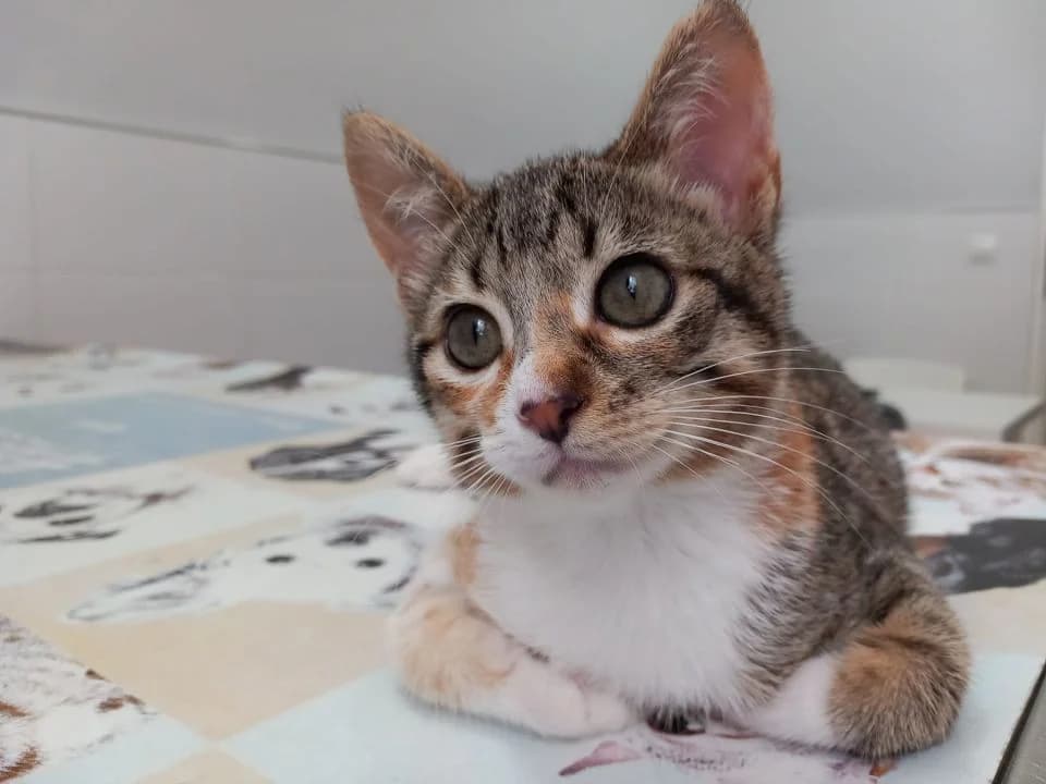 Berta, female 3yo European Shorthair for adoption at SPA Teruel Amigo Mío