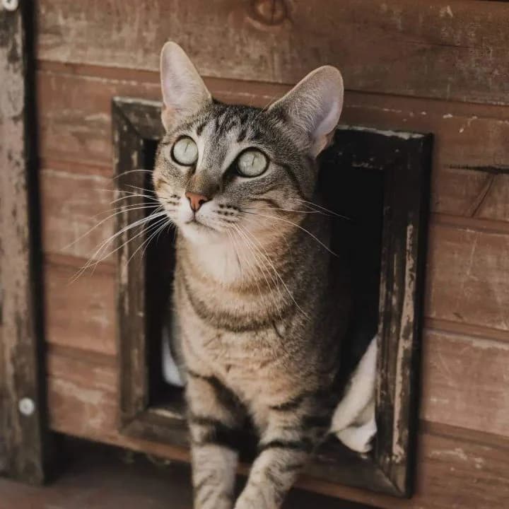 Keisha, female 3yo European Shorthair for adoption at SPA Teruel Amigo Mío