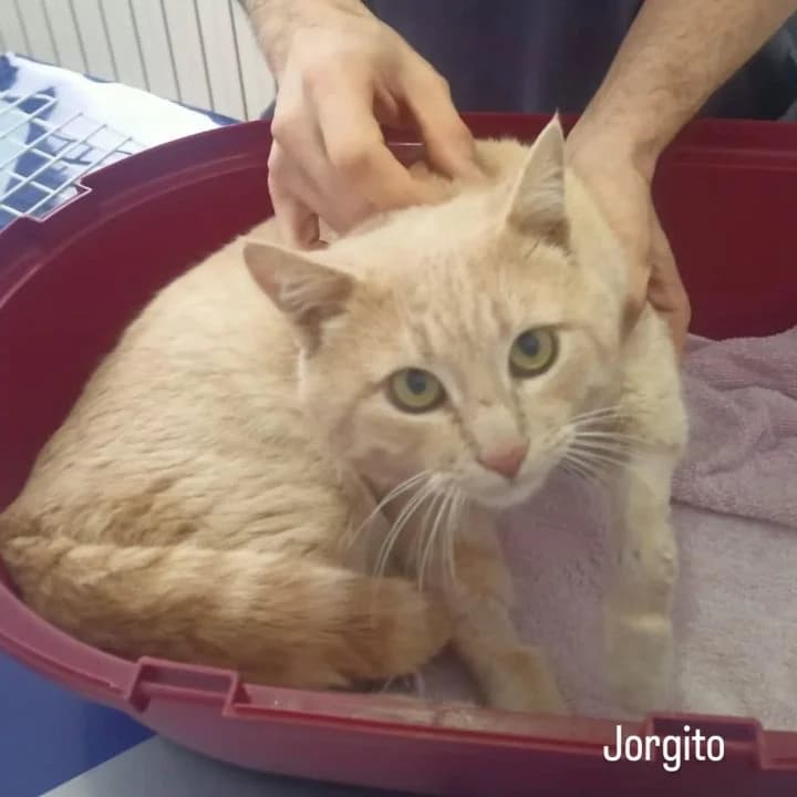 Jorgito, male young European Shorthair for adoption at SPA Teruel Amigo Mío