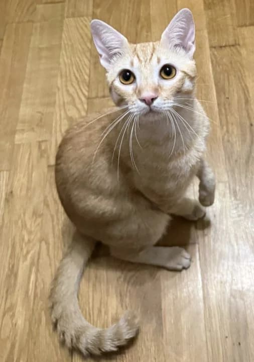 Bloom, male young European Shorthair for adoption at SPA Teruel Amigo Mío