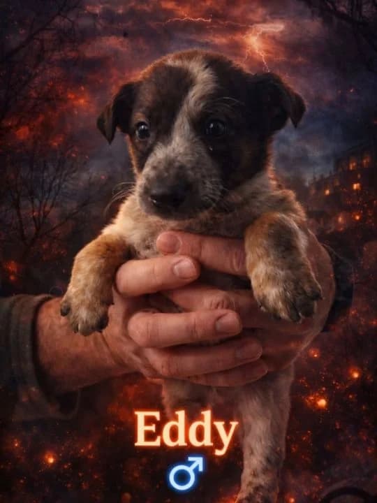 Cierzo (Eddy), male puppy Mixed Breed for adoption at SPA Teruel Amigo Mío