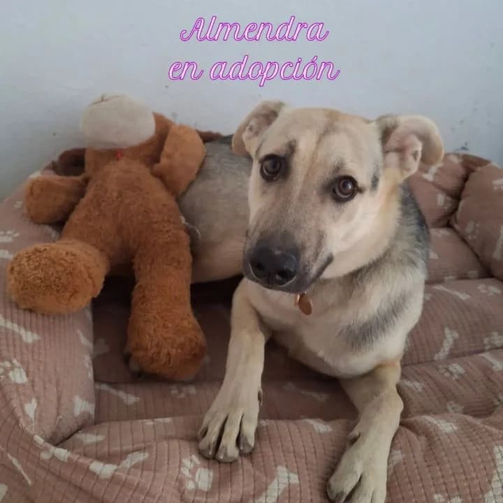 Almendra, female puppy Mixed Breed for adoption at SPA Teruel Amigo Mío