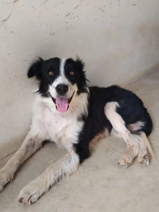 Juanillo, male 4yo Mixed Breed for adoption at SPA Teruel Amigo Mío