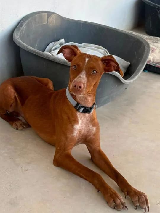 Fito, male young Mixed Breed for adoption at SPA Teruel Amigo Mío