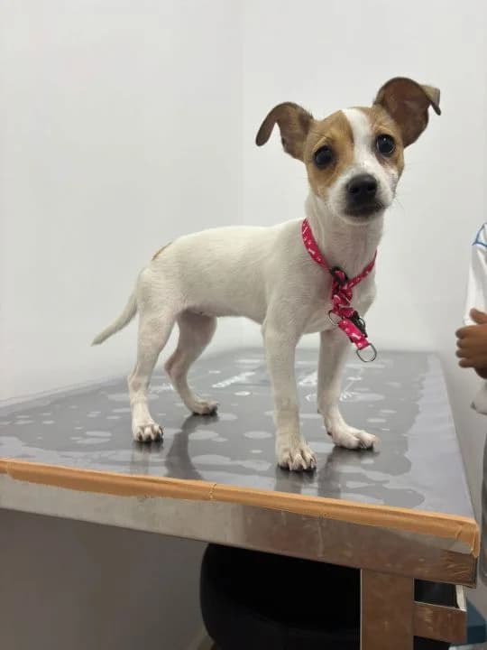 Bell, female puppy Mixed Breed for adoption at SPA Teruel Amigo Mío