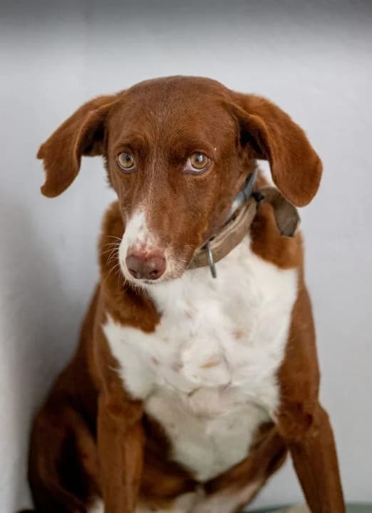 Ra, female senior Mixed Breed for adoption at SPA Teruel Amigo Mío