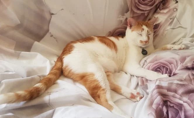 SUGUY BUSCA UN BUEN HOGAR, male European Shorthair for adoption at Amigos X Los Animales