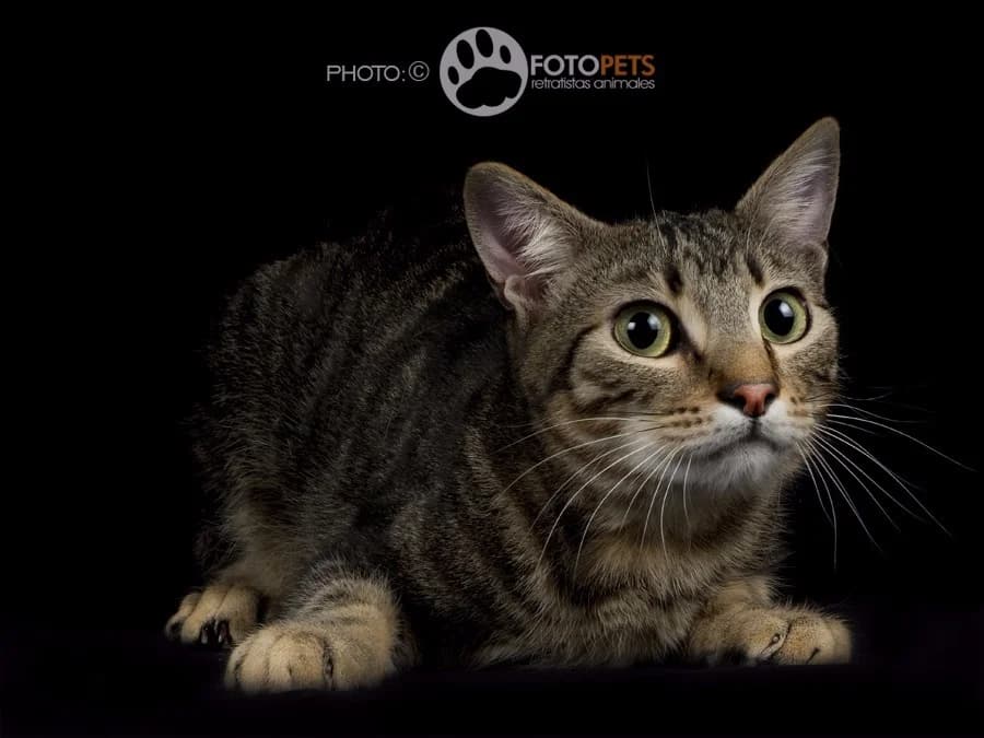 OZ, male Mixed Breed Cat for adoption at Amigos X Los Animales